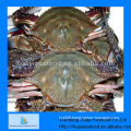 frozen blue crab live crab export